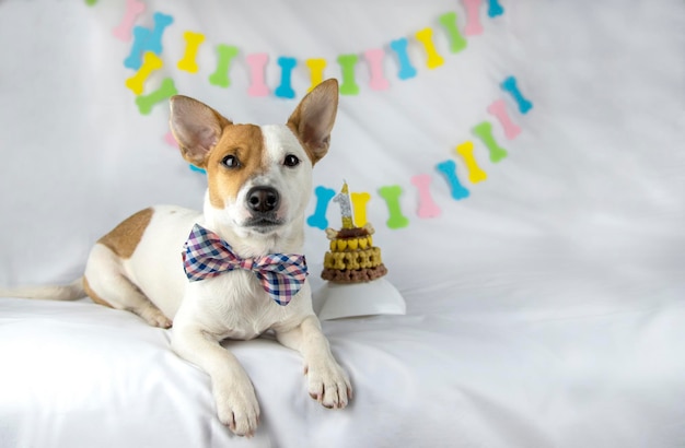 Um cão da raça Jack Russell Terrier encontra-se em um fundo branco com uma guirlanda em forma de ossos em uma gravata borboleta no pescoço ao lado de seu bolo de aniversário decorado com ossos e corações amarelos