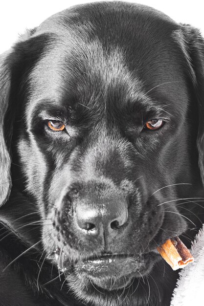 Foto um cão da raça labrador retriever com guloseimas na boca retrato de um cão preto