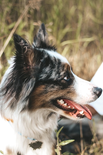 Um cão da raça Pastor Australiano com olhos castanhos numa caminhada fechada