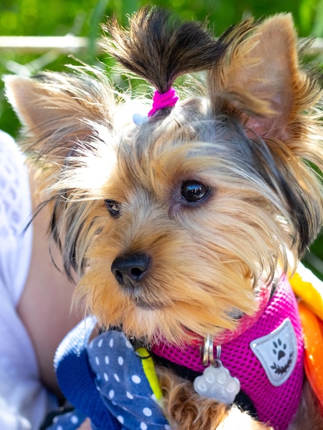 Um cão da raça Yorkshire terrier perto de seu dono