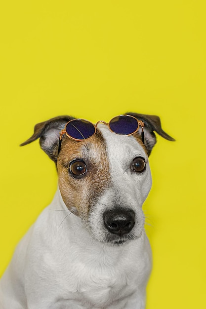 Um cão de caça Jack Russell terrier Cão de raça pura bonito em óculos de sol Um cartão de felicitações