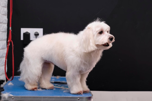 Um cão de colo após um corte de cabelo fica na mesa de cuidados com animais