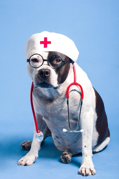 Um cão de fato de médico com um boné de enfermeira o estetoscópio está pendurado ao pescoço do veterinário