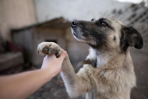 Um cão de guarda solitário e triste em uma corrente perto de uma casa de cachorro ao ar livre