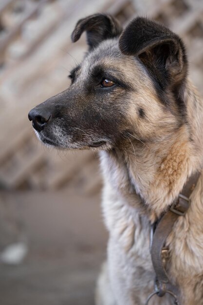 Um cão de guarda solitário e triste em uma corrente perto de uma casa de cachorro ao ar livre