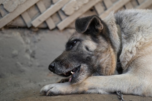 Um cão de guarda solitário e triste em uma corrente perto de uma casa de cachorro ao ar livre