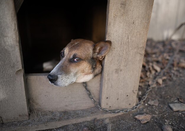 Um cão de guarda solitário e triste em uma corrente perto de uma casa de cachorro ao ar livre