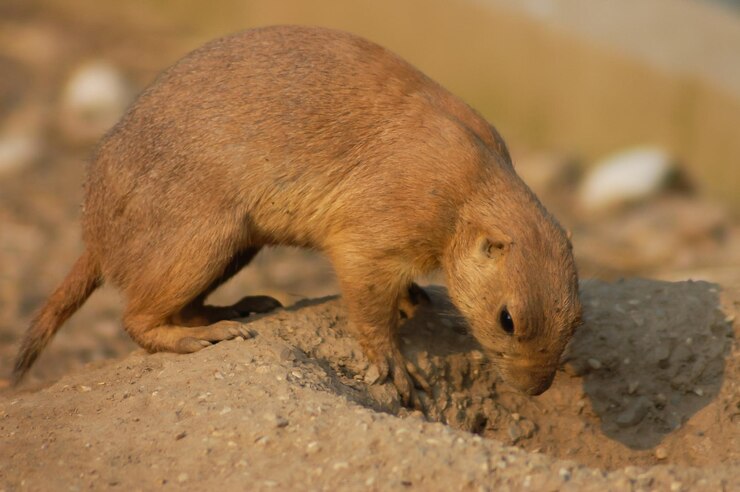 Foto um cão de pradaria de cauda preta