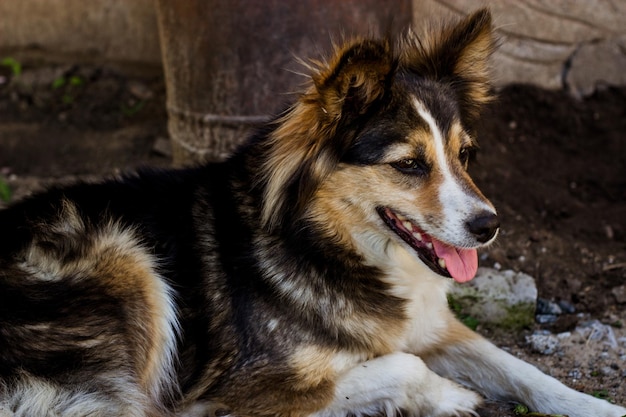 um cão de quintal de cores diferentes tem um focinho