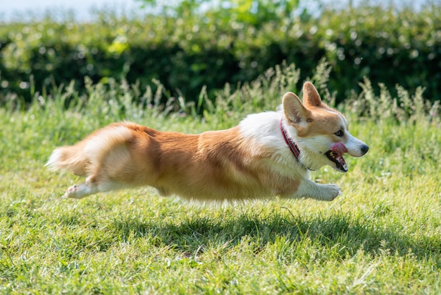 Um cão de raças Corgi corre ao longo do gramado