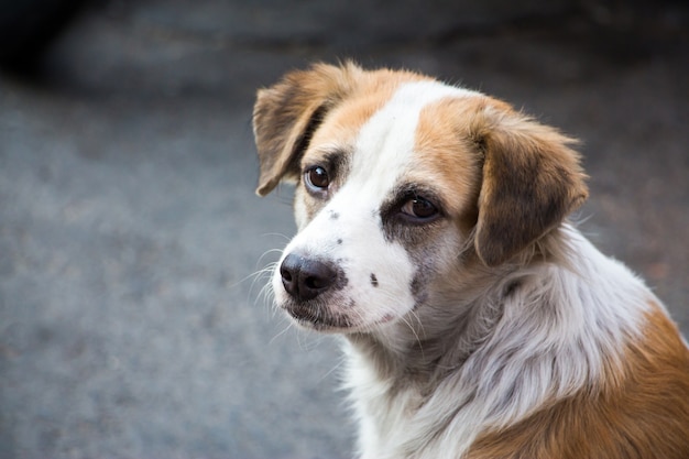 Foto um cão de rua de aparência triste