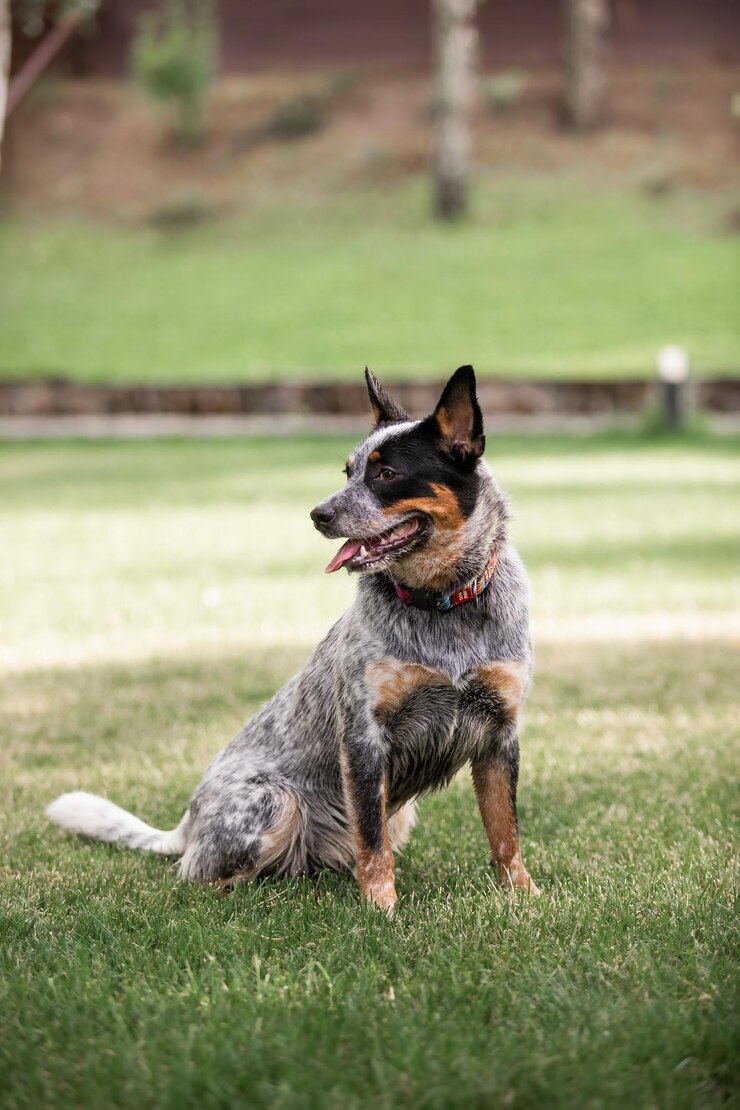 Um cão de salto azul senta-se em um campo