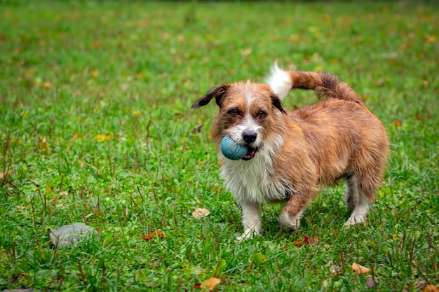 Um cão de uma raça desconhecida brinca com uma bola no close-up da grama.