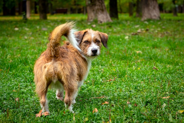 Um cão de uma raça não especificada brinca na grama de perto...