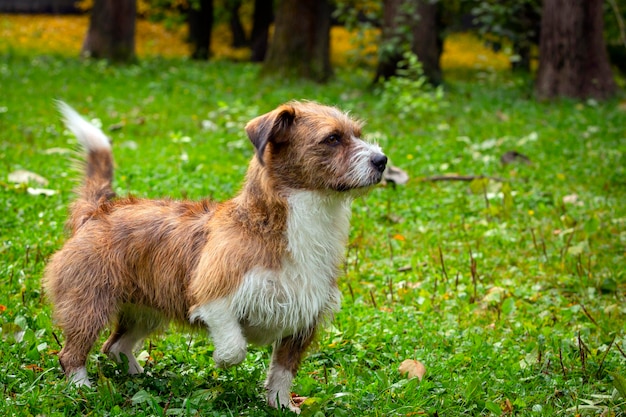 Um cão de uma raça não especificada brinca na grama de perto...