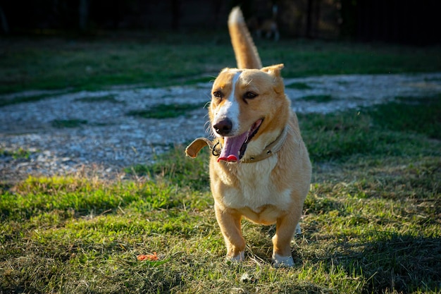 Um cão de uma raça não especificada joga no close-up da grama.