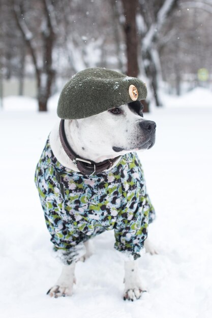Um cão de uniforme militar e uma boina Um cartão de saudação para o 23 de Fevereiro