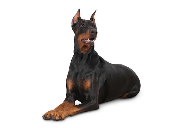 um cão Doberman puro-sangue de cor marrom encontra-se no chão, isolado