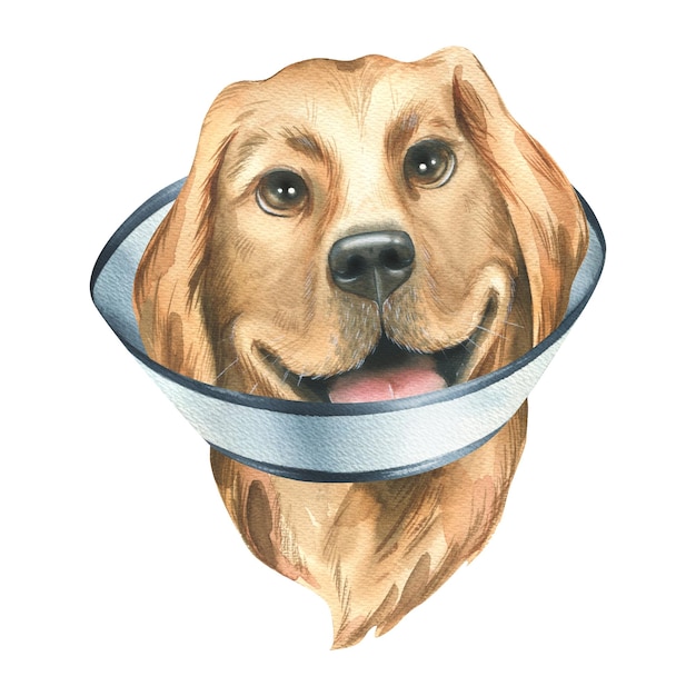 Um cão doente em um colar veterinário protetor raça golden retriever Ilustração em aquarela Um objeto isolado da coleção VETERINÁRIA Para o design e decoração de medicamentos de clínicas