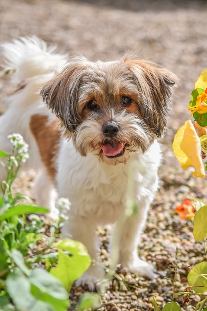 Foto um, cão, é, olhando câmera, e, ficar, em, jardim