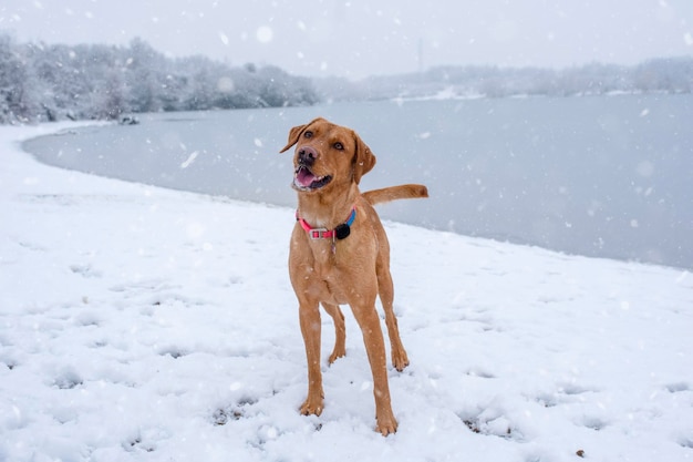 Um cão engraçado alegre brinca na margem de um lago na neve em um dia de inverno nevado