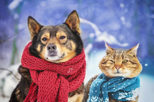 Foto um cão engraçado e um gato em lenços de tricô sentam-se juntos ao ar livre na neve na cena de natal de inverno