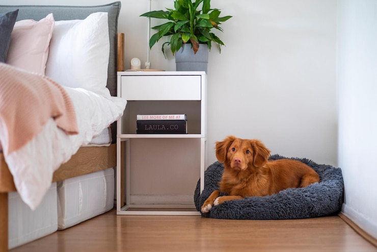 Foto um cão está deitado em uma cama de gato com um relógio no lado dele