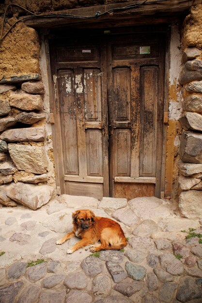 Foto um cão está deitado no chão em frente a uma porta na aldeia de ollantaytambo, no peru