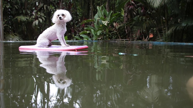 um cão está sentado em uma prancha de surf na água