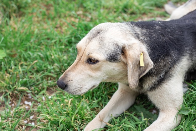 Um cão esterilizado de quintal amigável encontra-se na grama verde