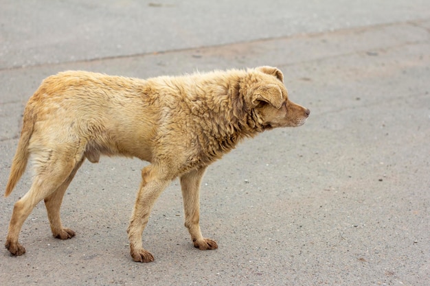 Um cão faminto sujo desabrigado fica na estrada e desvia o olhar.