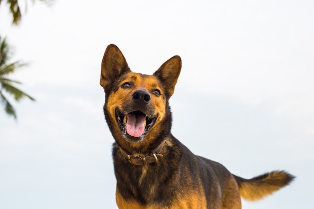 Um cão feliz na praia.