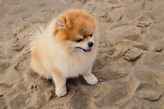 Um cão fofo e fofo da pomerânia sentado em uma praia de areia em um dia ensolarado de verão