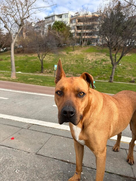 Um cão grande e picado a passear.