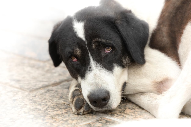 Foto um cão grande e triste olha para a câmara.