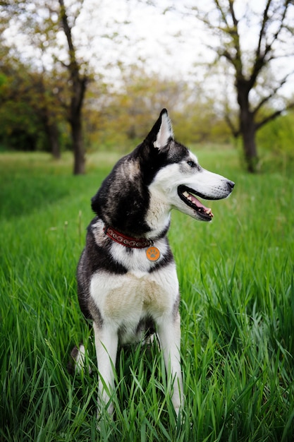 Um cão husky andando em um parque.