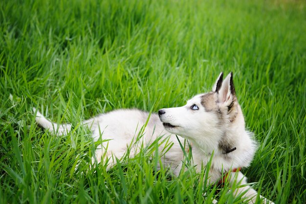 Um cão husky andando em um parque