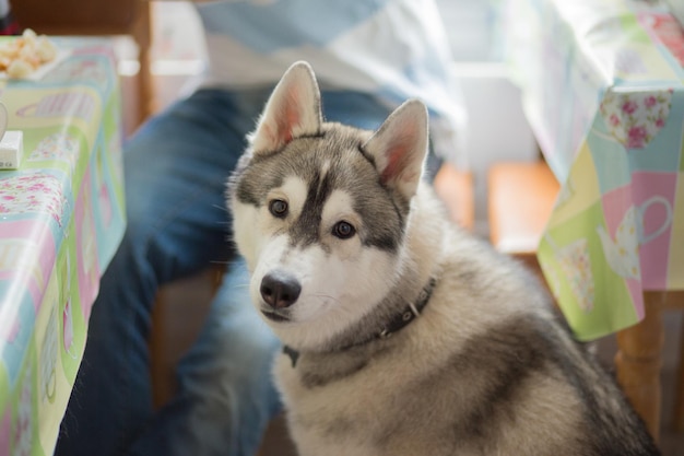 Um cão husky na cozinha do apartamento