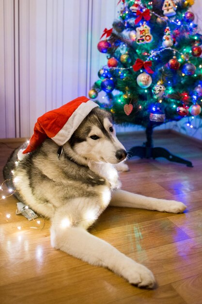 Um cão husky perto da árvore de natal