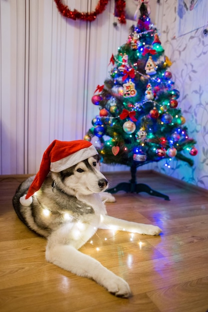 Um cão husky perto da árvore de natal