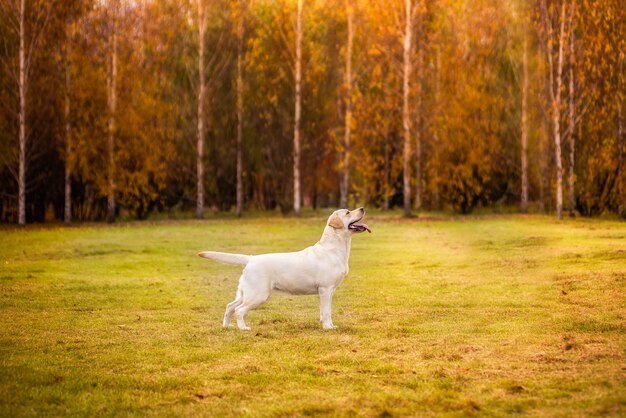 Um cão labrador corre na floresta de outono.