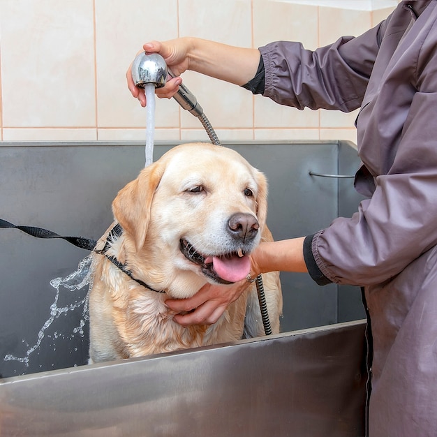 Um cão labrador é lavado em um salão de beleza.