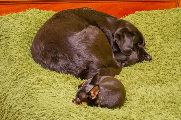 Um cão labrador está em foco e um chihuahua está desfocado Dois cachorros estão dormindo em um cobertor verde