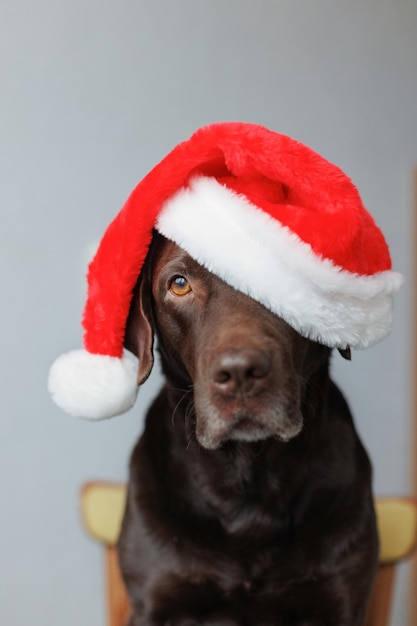 Um cão labrador retriever usando uma decoração de chapéu de Papai Noel e roupas para o Natal ou ano novo