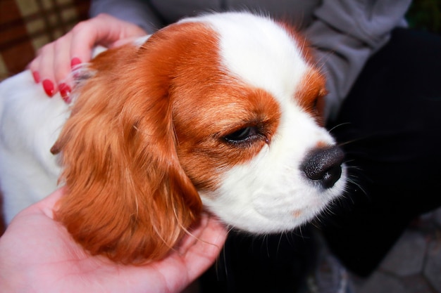 Um cão lindo e fofo da raça cavalier king charles spaniel