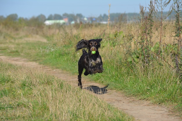 Um cão livre da raça spaniel russo corre com uma bola.