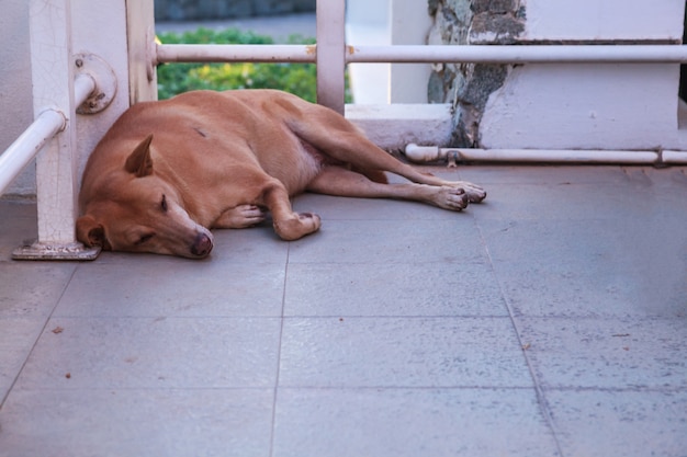 Um cão marrom da rua dispersa que dorme no assoalho no canto da construção. campanha de doação de animais