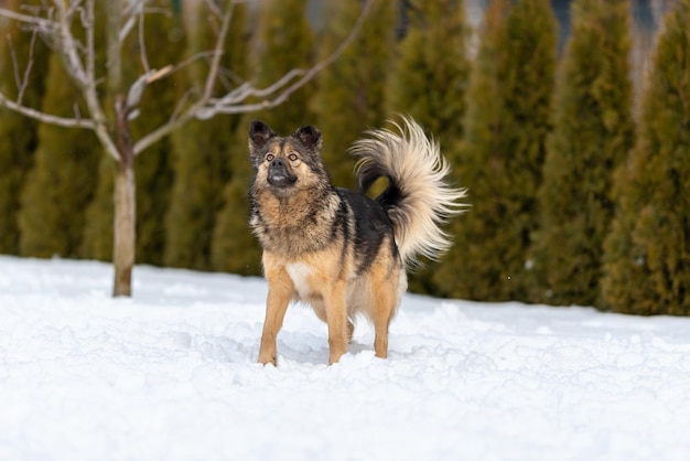 Um cão mestiço fofo fica na neve perto da bola e olha para cima.