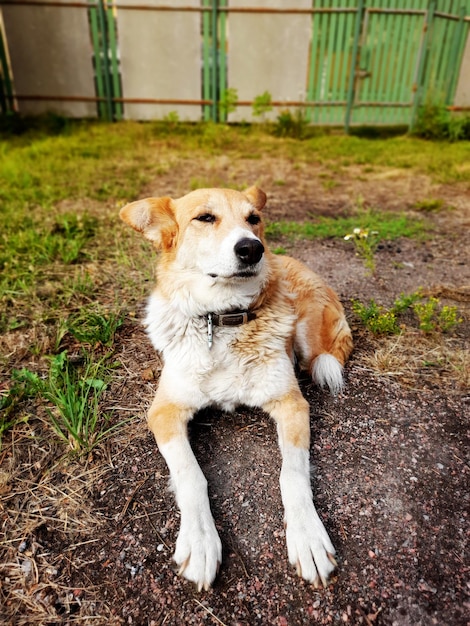 Um cão mestiço ruivo