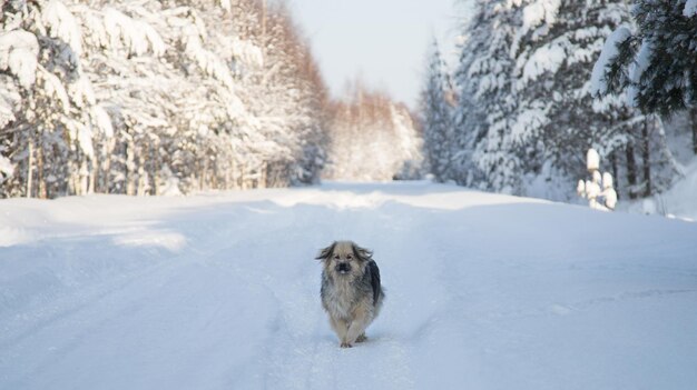 Um cão mestiço solitário corre ao longo de uma estrada vazia coberta de neve O conceito de solidão